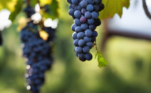 成都紅酒批發(fā) 如何鑒別紅酒的品質 紅酒入口怎么品